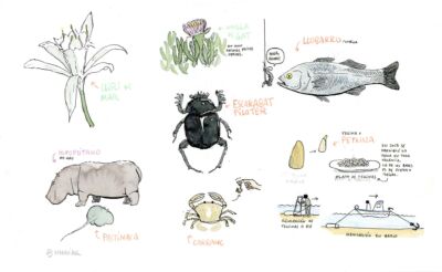 Dibujo animalets de la platja original