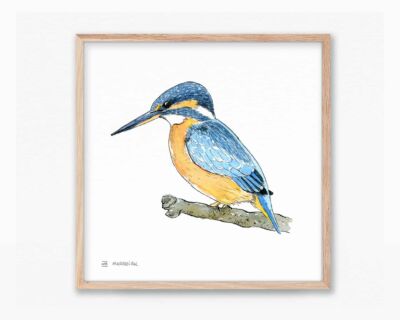 Dibujos y fotos de naturaleza. Lámina ilustración en acuarela pájaro Martin pescador común (Blavet - Alcedo atthis). Cuadro con print para enmarcar.