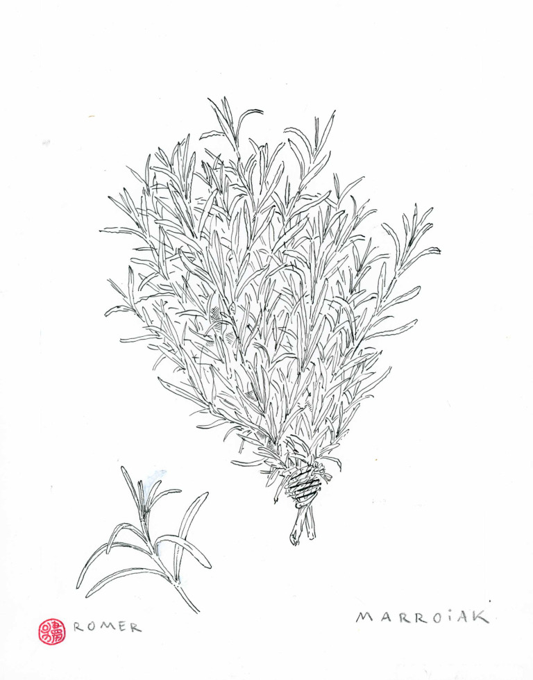 original black and white rosemary drawing