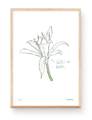 Lamina decorativa con un dibujo acuarela de la flor azucena de mar. Ilustración de Marroiak