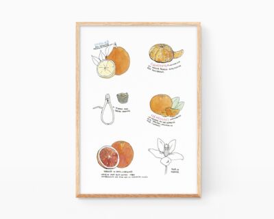Lámina decorativa para cocinas con un dibujo en acuarela de variedades de naranjas de la Comunidad Valenciana.