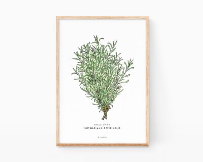 Cuadro decorativo para enmcarcar con un dibujo en acuarela de un ramillete de romero. Prints de plantas para cocina. Diseños botánicos minimalistas y artesanales