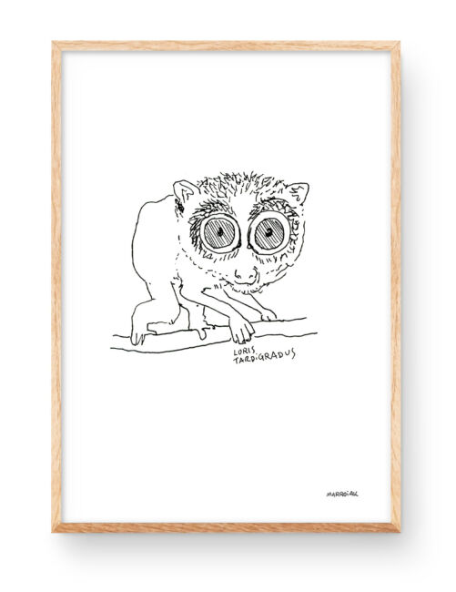 Lamina dibujo animal loris esbelto rojo (Loris tardigradus). Blanco y negro minimalista y moderno