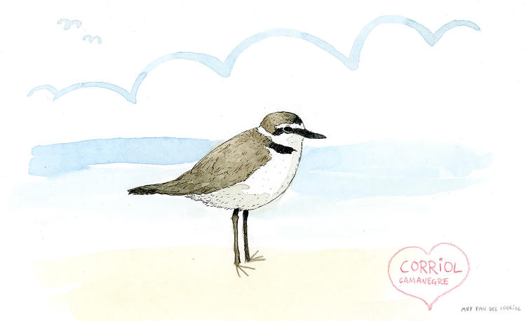 Little Ringed Plover
