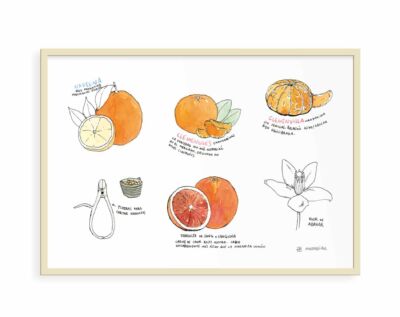 Lámina decorativa para cocinas con un dibujo de diferentes variedades de naranjas de Valencia. Ilustración en tinta y acuarela sobre papel